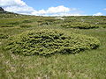 JuniperusCommunisAlpina.jpg