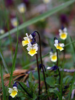 Põldkannike, Viola arvensis.jpg