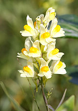 Linaria vulgaris flower.jpg