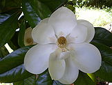 Magnolia grandiflora flower.JPG