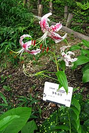 Lilium speciosum var clivorum2-2.jpg
