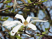 Magnolia kobus borealis1.jpg