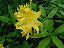 Rhododendron-luteum-close.jpg