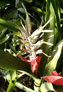 Billbergia macrocalyx BotGardBln1105InflorescenceA.jpg