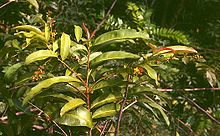 Campylospermum serratum 3.jpg