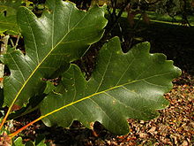 Quercus bicolor 002.jpg
