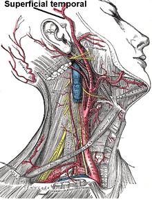 Superficial temporal artery.PNG