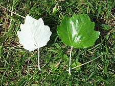 Populus alba leaf.jpg