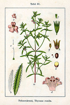 Satureja hortensis Sturm51.jpg