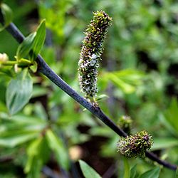 Weide (Salix daphnoides) 5831.JPG