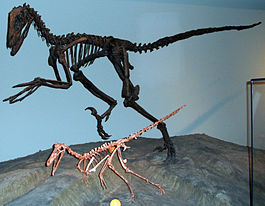 Скелеты Deinonychus и более мелкого Buitreraptor