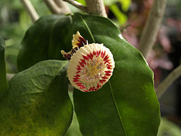 Цветок Napoleonaea imperialis