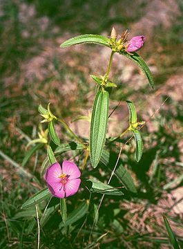 Osbeckia chinensis 1.jpg