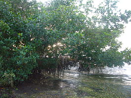 Красное мангровое дерево