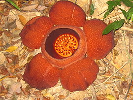 Rafflesia kerrii Meijer 3.JPG