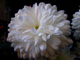 Chrysanthemum aka white mums.jpg