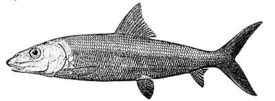 Альбула (рыба)