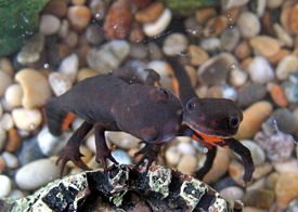 Chinese Fire Bellied Newts 2.JPG