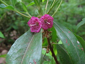 Kalmia angustifolia 3869.JPG