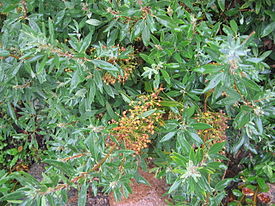 Kalmia angustifolia fruits.jpg