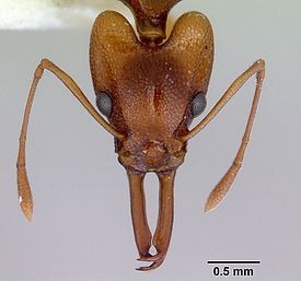 Orectognathus