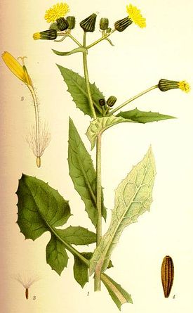 Sonchus oleraceus kålmolke.jpg