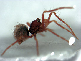 Микрофолкомматидовые пауки