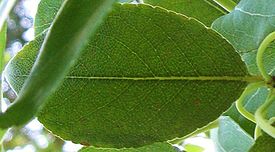 Zenobia pulverulenta HRM2-leaf.jpg