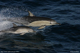 Обыкновенный дельфин