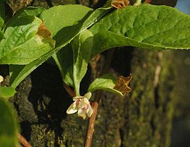 Цветок Schisandra chinensis