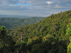 Влажные экваториальные леса Таман-Негары