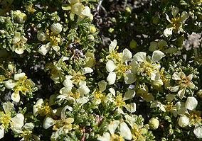 Purshia glandulosa 1.jpg