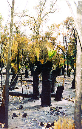 Ксантореи после пожара