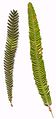 Banksia brownii leaf variations2.jpg