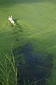 2008-08-22 White German Shepherd swimming in algae.jpg