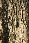Crataegus-laevigata-bark.jpg