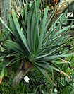 SDC11434 - Aloe plicatilis.JPG