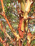 Arbutus andrachne bark (Ab plant 99).jpg