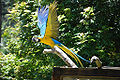 Ara ararauna -Auckland Zoo -flying-8a.jpg