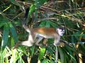 Central American Squirrel Monkey 2.jpeg