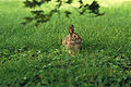 Eastern cotton tail in grass.jpg