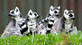 Lemur catta 02 - by Chris Gin.jpg