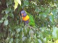 Lorikeet In Auckland Zoo Bird Enclosure.jpg