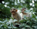 Macaques à bonnet petits.jpg