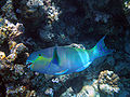 Maldives Parrotfish (Scaridae).jpg