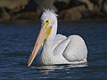 Mikebaird - American White Pelican (Pelecanus erythrorhynchos ) (bird) in Mo (by).jpg