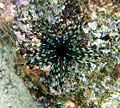 Sea urchin in kona.jpg