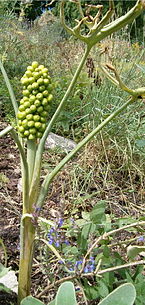 Dracunculus vulgaris HabitusInflorescence BotGardBln0806.jpg