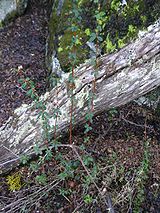 Calafate-Berberis buxifolia.jpg