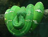 Emerald Tree Boa Wrapped on a Branch 2480px.jpg